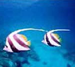 Andaman and Nicobar Islands Tour Packages